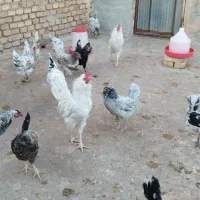 جوجه گلین|حیوانات مزرعه|یزد, |دیوار