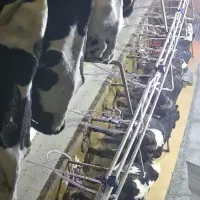 اگهی استخدام و کار گاوداری شیری