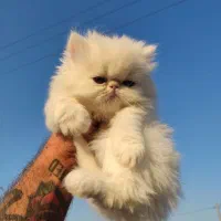 پرشین وارداتی 3ماه چمپبون کدA