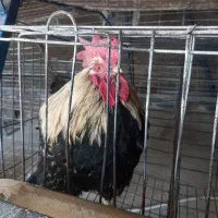 خروس سیاه بزرگ جهت قربانی|حیوانات مزرعه|سمنان, |دیوار