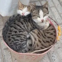 واگذاری دوتا بچه گربه