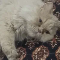 گربه پرشین|گربه|فردیس, قریشی|دیوار