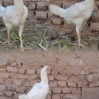 مرغ لاری اصیل