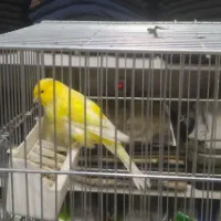 قناری نر و ماده