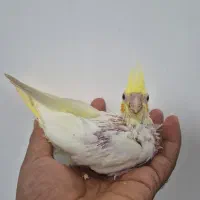 عروس هلندی سرلاکی