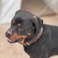 واگذاری روتوایلر ماده