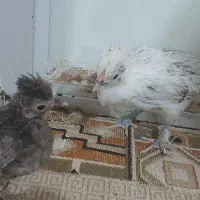 جوجه چینی سلطان