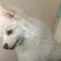 سگ پامر|سگ|کرمان, |دیوار