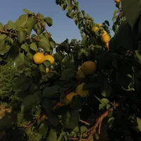 باغ شهری حاجی اباد نقش رستم|فروش زمین و ملک کلنگی|مرودشت, نقش رستم|دیوار