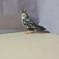 چندتا کبوتر پرشی خشگل کاشمر خلیل اباد|پرنده|خلیل آباد, |دیوار