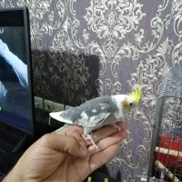 عروس هلندی