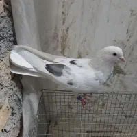 کفتر