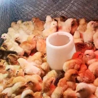 تخم مرغ نطفه‌دار نژاد لوهمن، لهستانی، آیسبار،سلطان|حیوانات مزرعه|فردیس, فردیس|دیوار