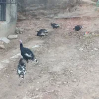 بوقلمون|حیوانات مزرعه|اندیمشک, |دیوار