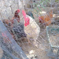 یک عدد خروس ۴تا مرغ همراه با هم