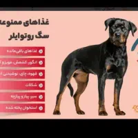 رتوایلر اصیل ماده