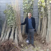 عرضه و فروش نهــالهــا