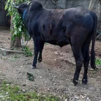 گاو ورزا کوله