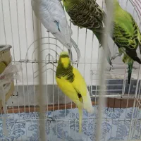 مرغ عشق دو جفت آس|پرنده|نکا, |دیوار