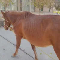 مادیان جوان