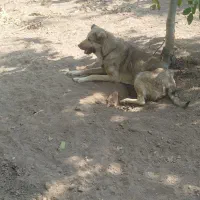 سگ ماده سراب .پژدر|سگ|قزوین, |دیوار
