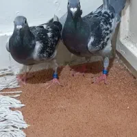 جفت پلاکی زرهی ۲۰۲۶