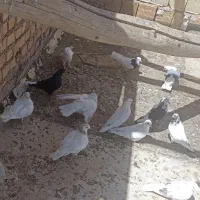 کبوتر|پرنده|شراء, |دیوار