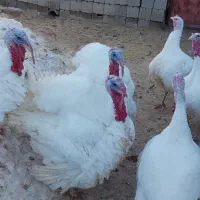 بوقلمون بیوتی محلی