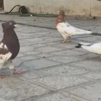 کبوتر رنگی کله و سینه|پرنده|جهرم, |دیوار