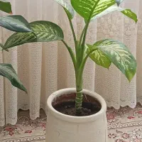 گل های طبیعی ـ مناسب دکور و هدیه|گل و گیاه طبیعی|ربط, |دیوار