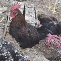 خروس ۶ ماهه