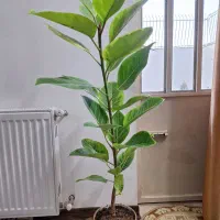 فیکوس شاداب ۱مترو ۲۰ سانت ارتفاع|گل و گیاه طبیعی|شاهین‌شهر, نسیم ۵|دیوار