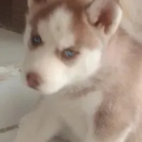 سگ هاسکی