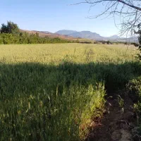 زمین کشاورزی داخل شهر صحنه