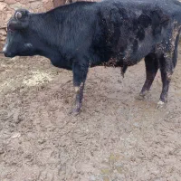 گوساله برای کشتار خوبه