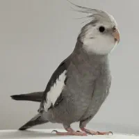 طوطی عروس هلندی دوکت نر وایت فیس سخنگو دستی