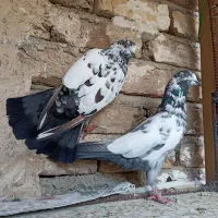 یک جفت کفتر سوسکی پلنگ عتیقه دهن جور