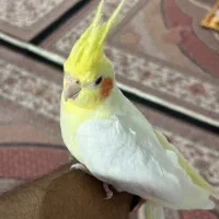 عروس هلندی|پرنده|انگوت, |دیوار