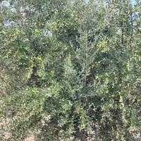 باغ زیتون و کشاورزی با تخفیف ویژه