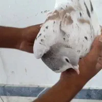 ساده نر