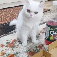 مرند|گربه|مرند, |دیوار