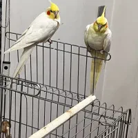 یک جفت عروس هلندی با ۴ تا جوجه