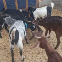 10تا بز آبستن ۴ماه