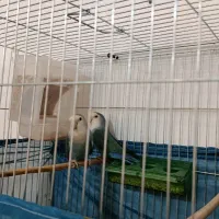 جفت برزیلی آماده