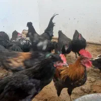 خروس مرغ سیاه