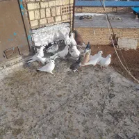 کبوتر توقی|پرنده|ایجرود, |دیوار