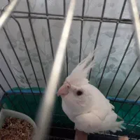 طوطی البینو نر آواز خوان