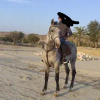 اسب کرد  شش ساله کره سیوان|اسب و تجهیزات اسبسواری|قشم, |دیوار