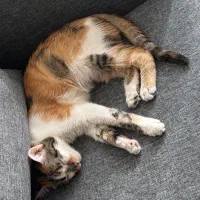 گربه خانگی بسیار مهربان|گربه|شیراز, چنچنه|دیوار