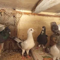 معاوضه با طوقی